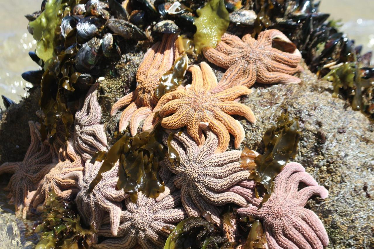 Toad Hall Baylys Beach Eksteriør bilde